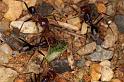 Iridomyrmex_purpureus_D7113_Z_89_Camping near sewage_Australie